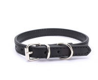 Stylish Dog Collar