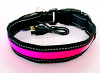 LED Fluorescent Dog Collar