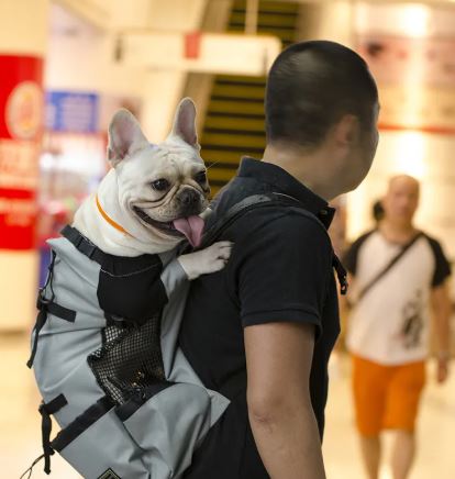 Hiking Dog Carrier Backpack